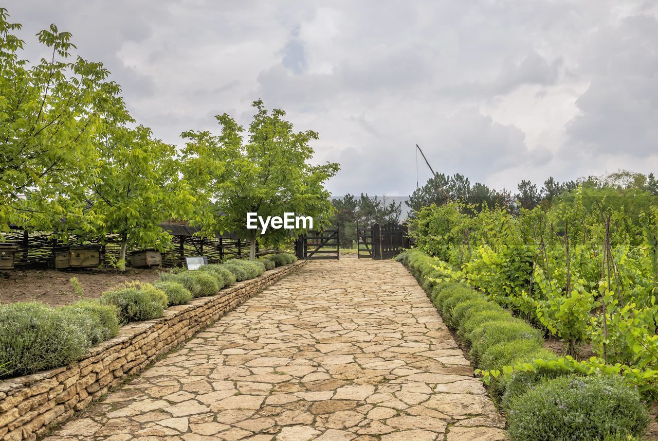 plant, sky, cloud, footpath, tree, nature, the way forward, environment, walkway, cobblestone, landscape, architecture, garden, beauty in nature, no people, outdoors, agriculture, green, scenics - nature, growth, travel destinations, travel, street, rural area, diminishing perspective, day, paving stone, city, land, grass, tranquility, tourism, rural scene, vanishing point, social issues, flower, food and drink