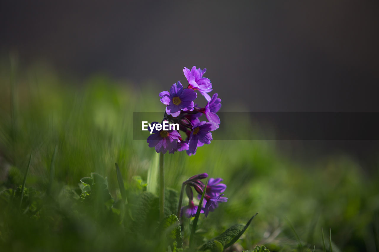 Close-up of purple crocus flowers on field. purple flower.
