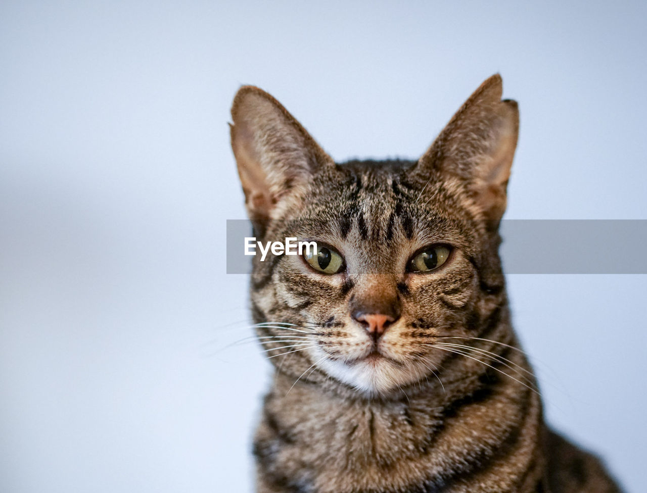 CLOSE-UP PORTRAIT OF CAT AGAINST WHITE BACKGROUND