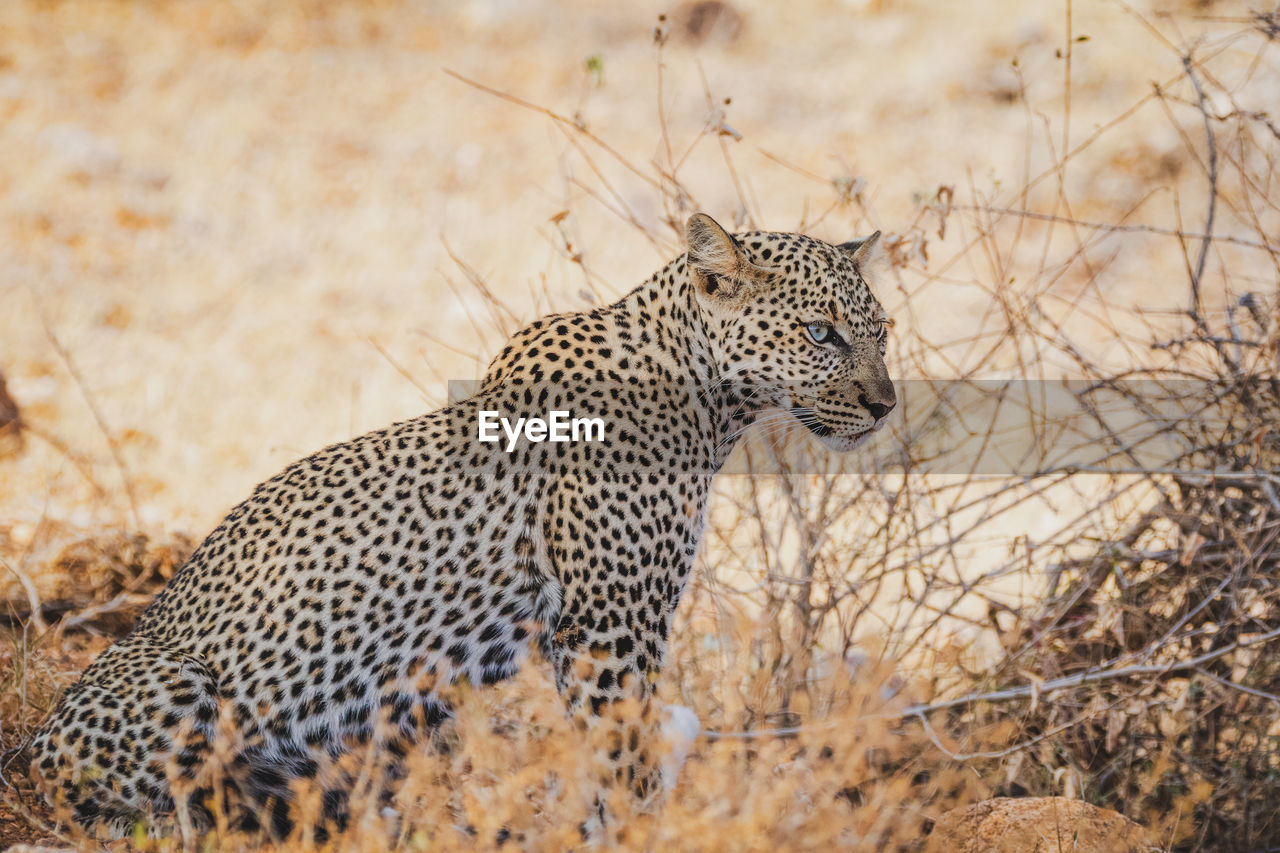 Young african leopard resting under a tree - samburu national reserve, kenya