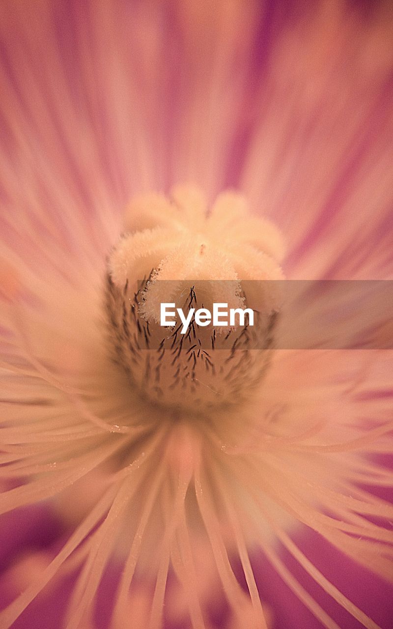 MACRO SHOT OF FLOWER HEAD