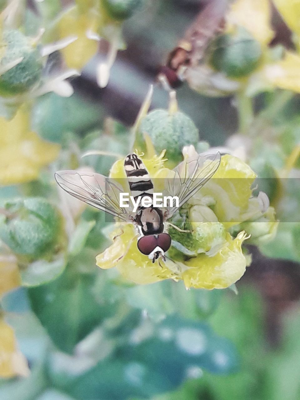 BUTTERFLY POLLINATING FLOWER