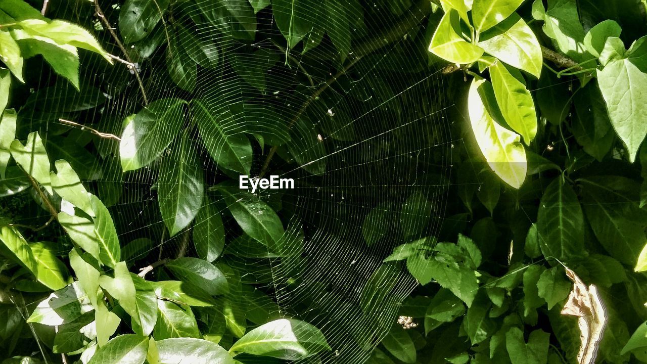 CLOSE-UP OF SPIDER WEB ON TREE