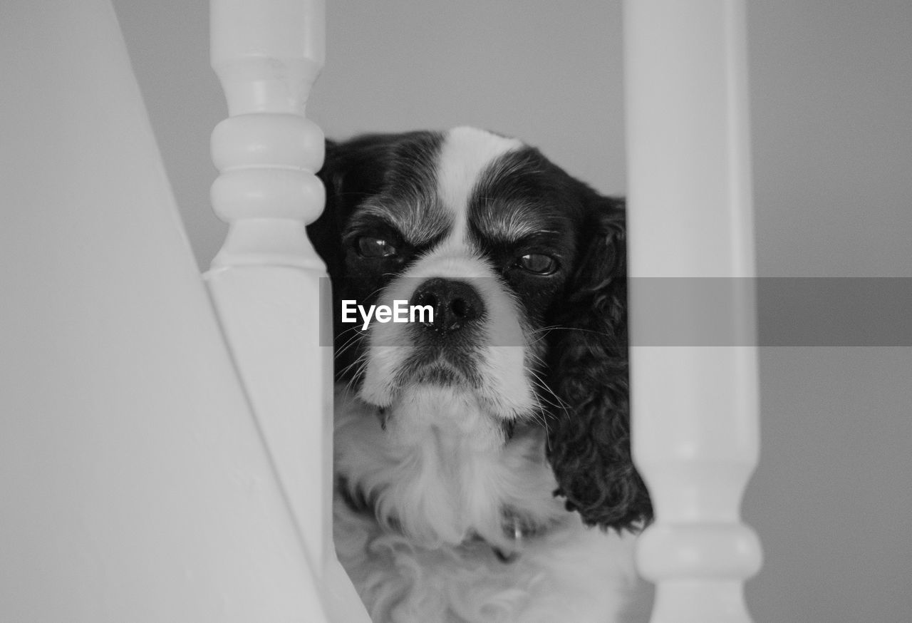 CLOSE-UP PORTRAIT OF DOG BY WHITE WALL