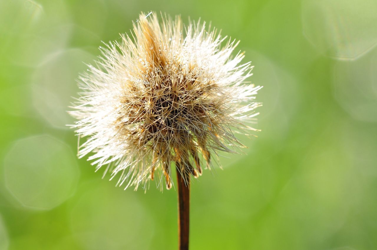 Close-up of flower