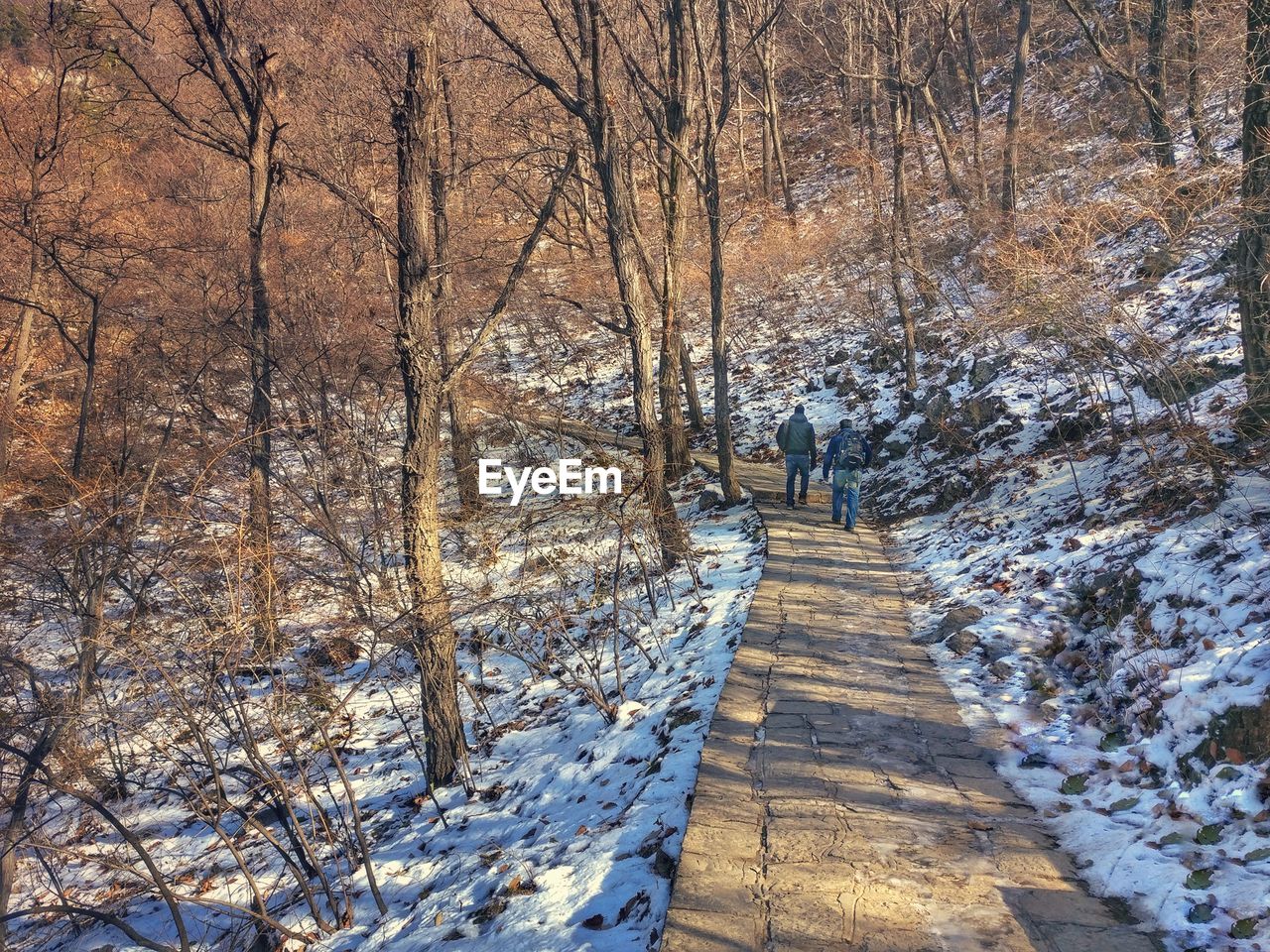 Shadow of person on snow covered footpath in forest