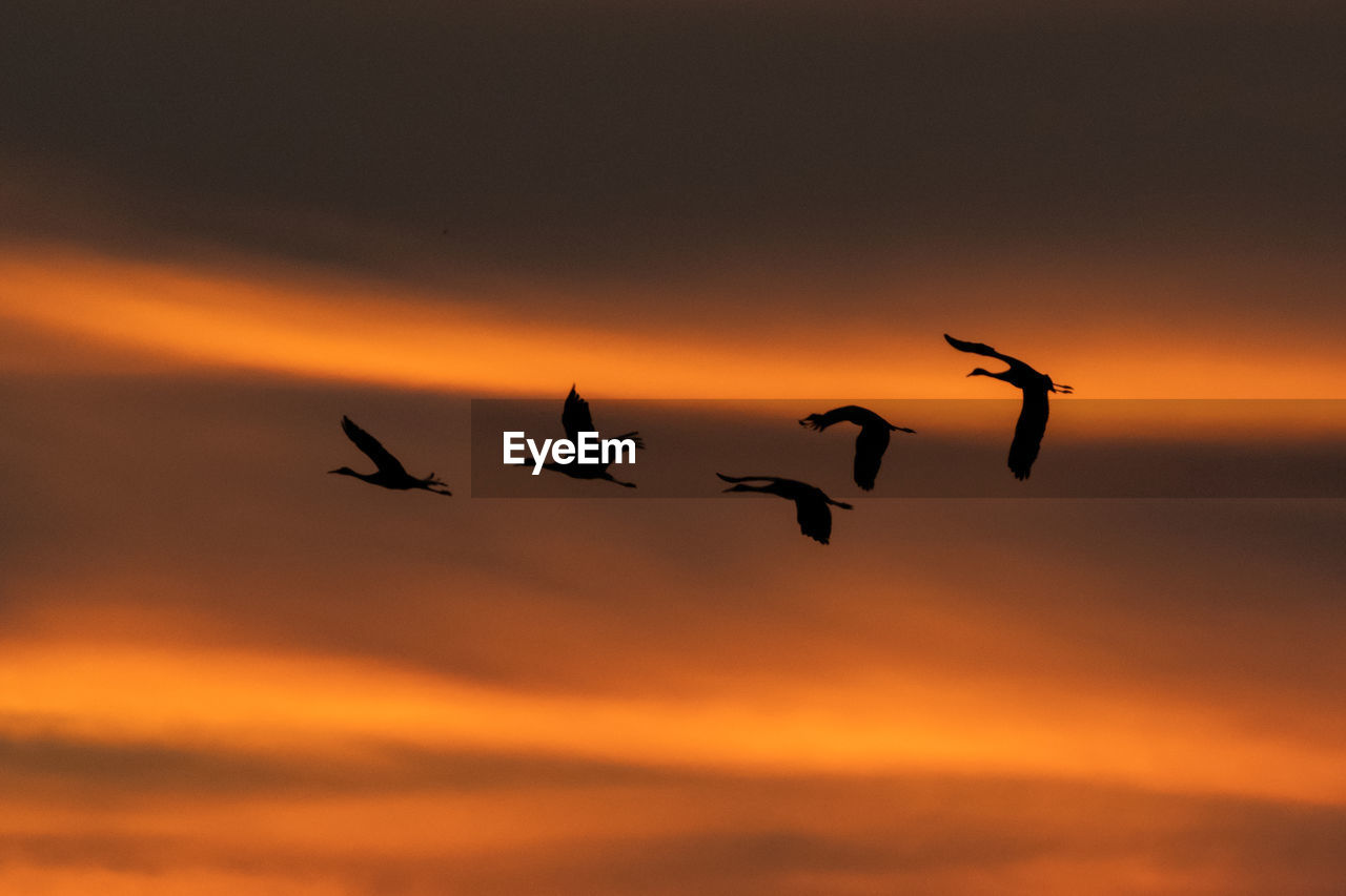 Silhouette sandhill cranes flying in sky during sunset