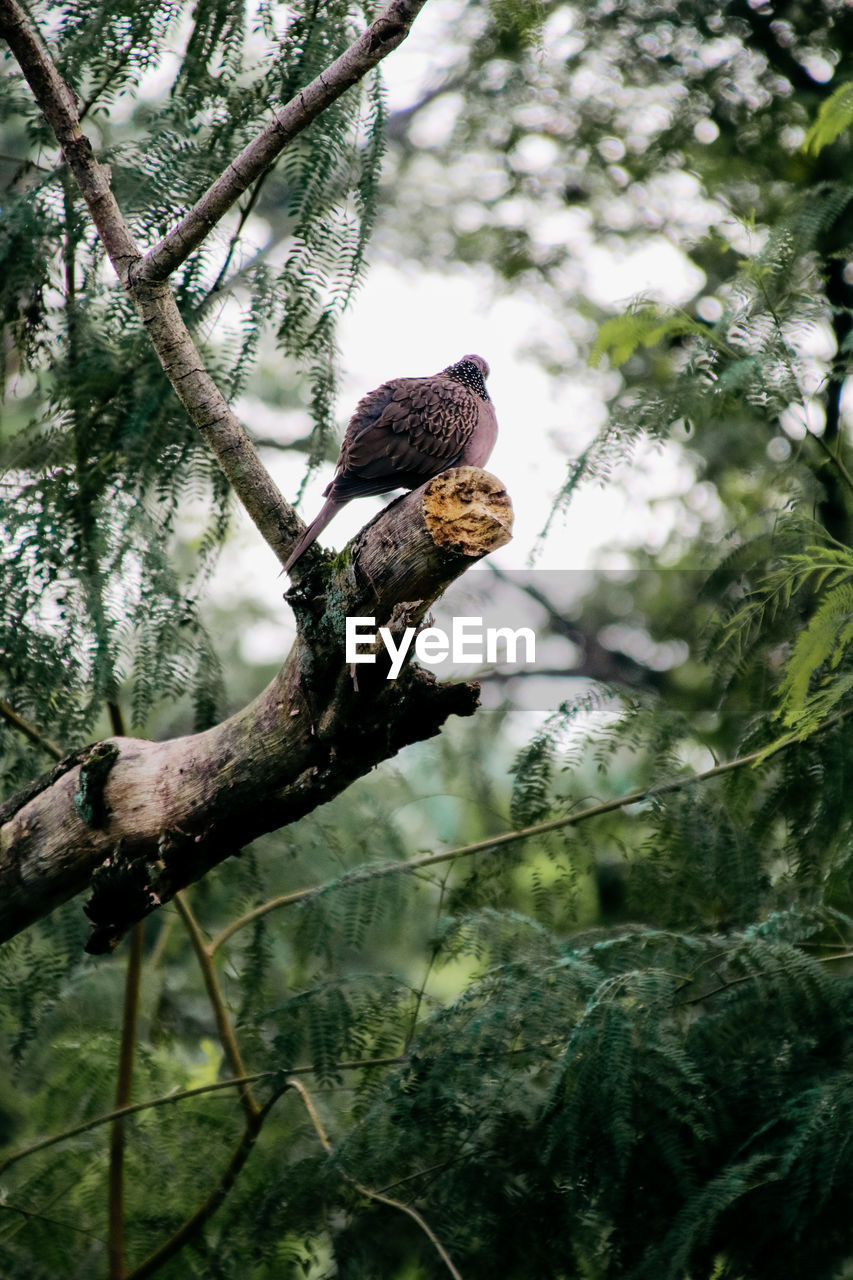 Low angle view of bird perching on branch