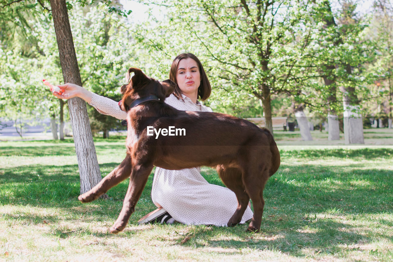 Young beautiful caucasian woman is playing with puppy of chocolate labrador retriever dog.