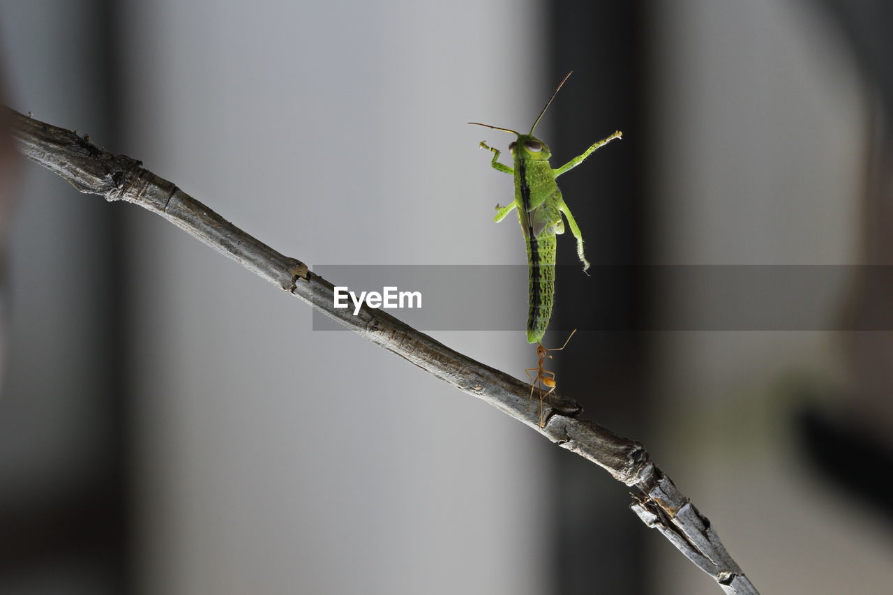 CLOSE-UP OF INSECT ON LEAF