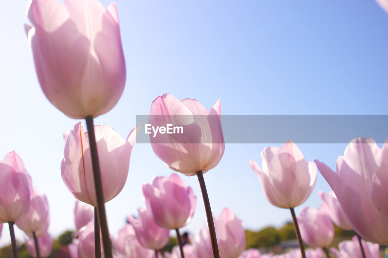 CLOSE-UP OF PINK TULIPS AGAINST BLUE SKY
