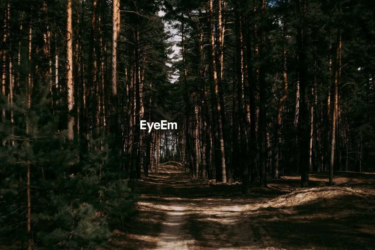 Footpath amidst trees in forest