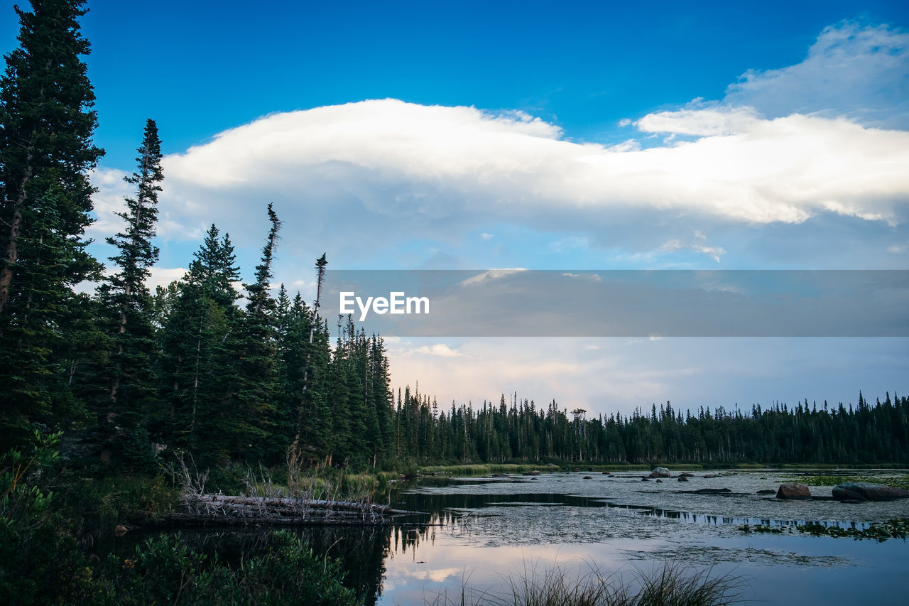 Scenic view of pine trees by lake against sky