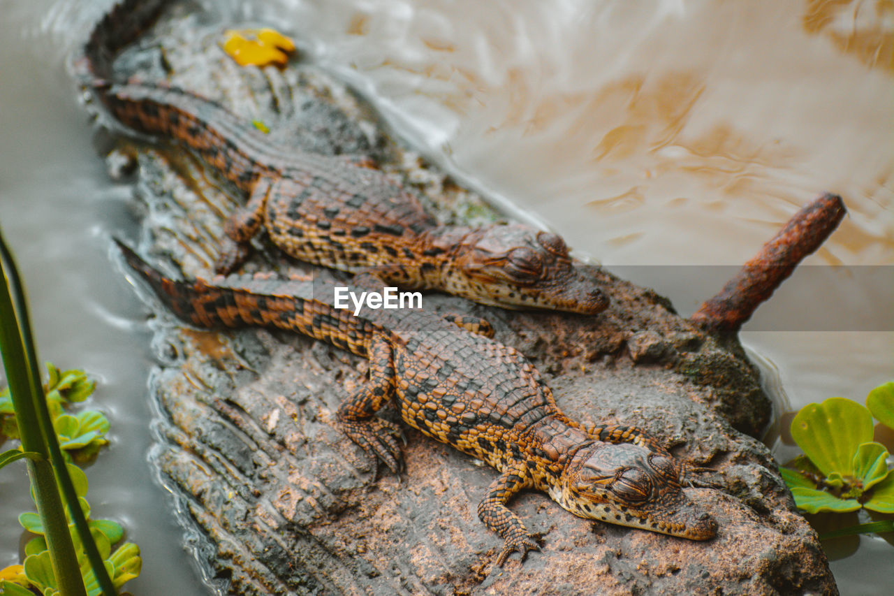 Close-up of crocodile hatchlings on a rock