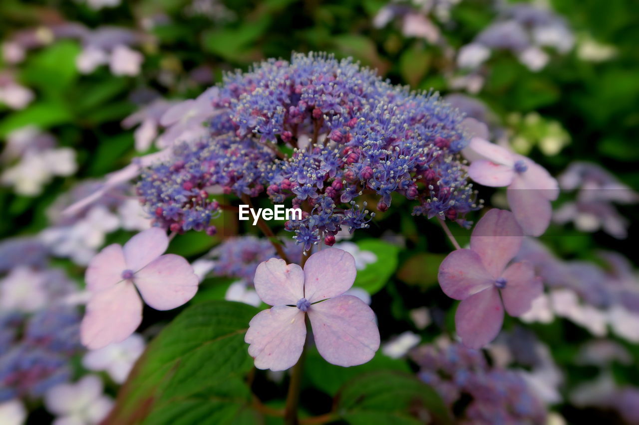 CLOSE-UP OF PURPLE FLOWERS