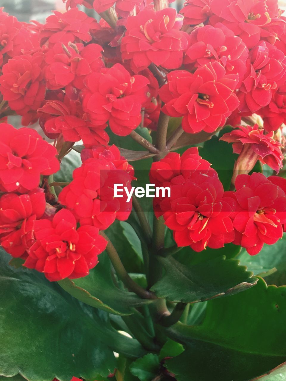 CLOSE-UP OF RED FLOWER BLOOMING OUTDOORS