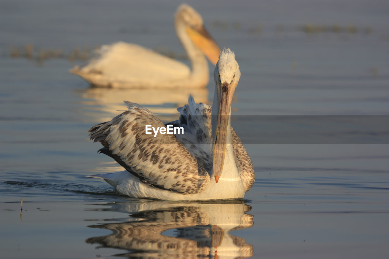 Pelicans swimming in lake