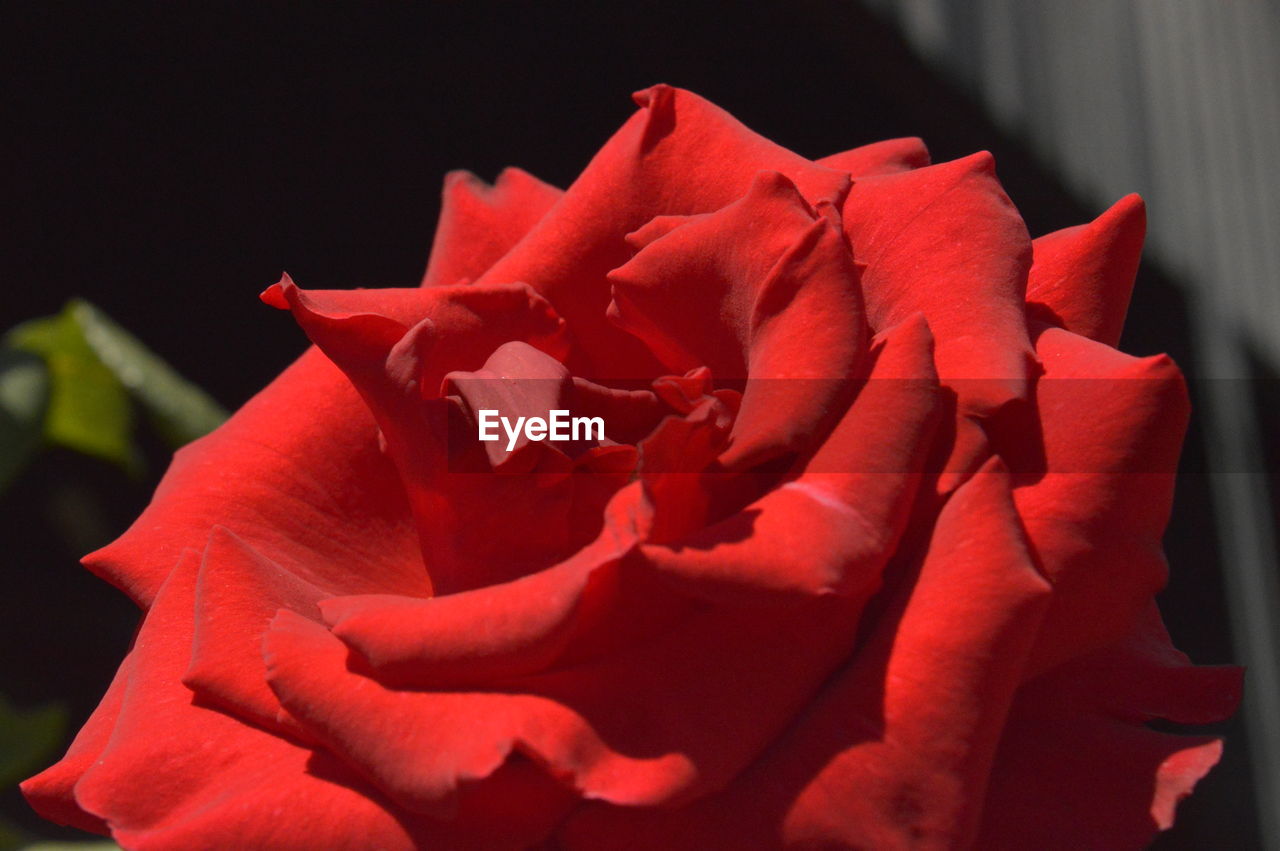 CLOSE-UP OF ROSE BLOOMING OUTDOORS