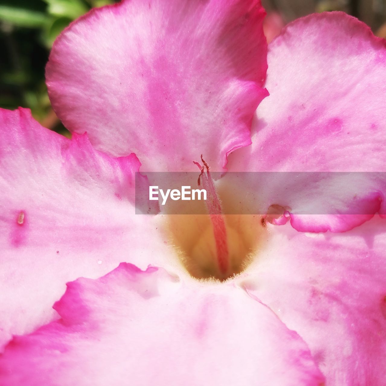 CLOSE-UP OF PINK FLOWER WITH WATER