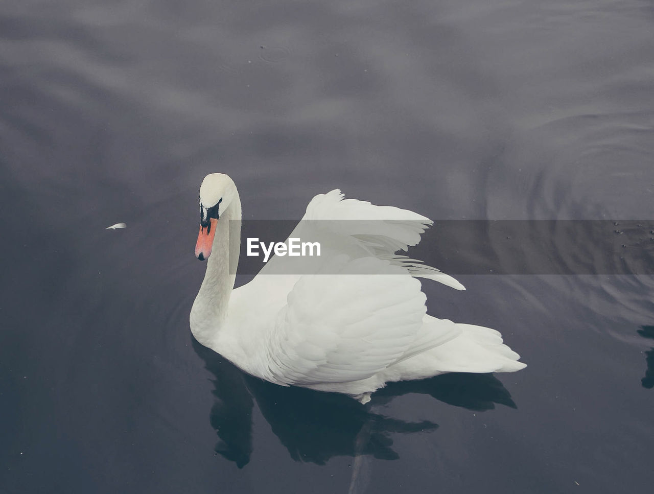 WHITE SWAN FLOATING ON WATER