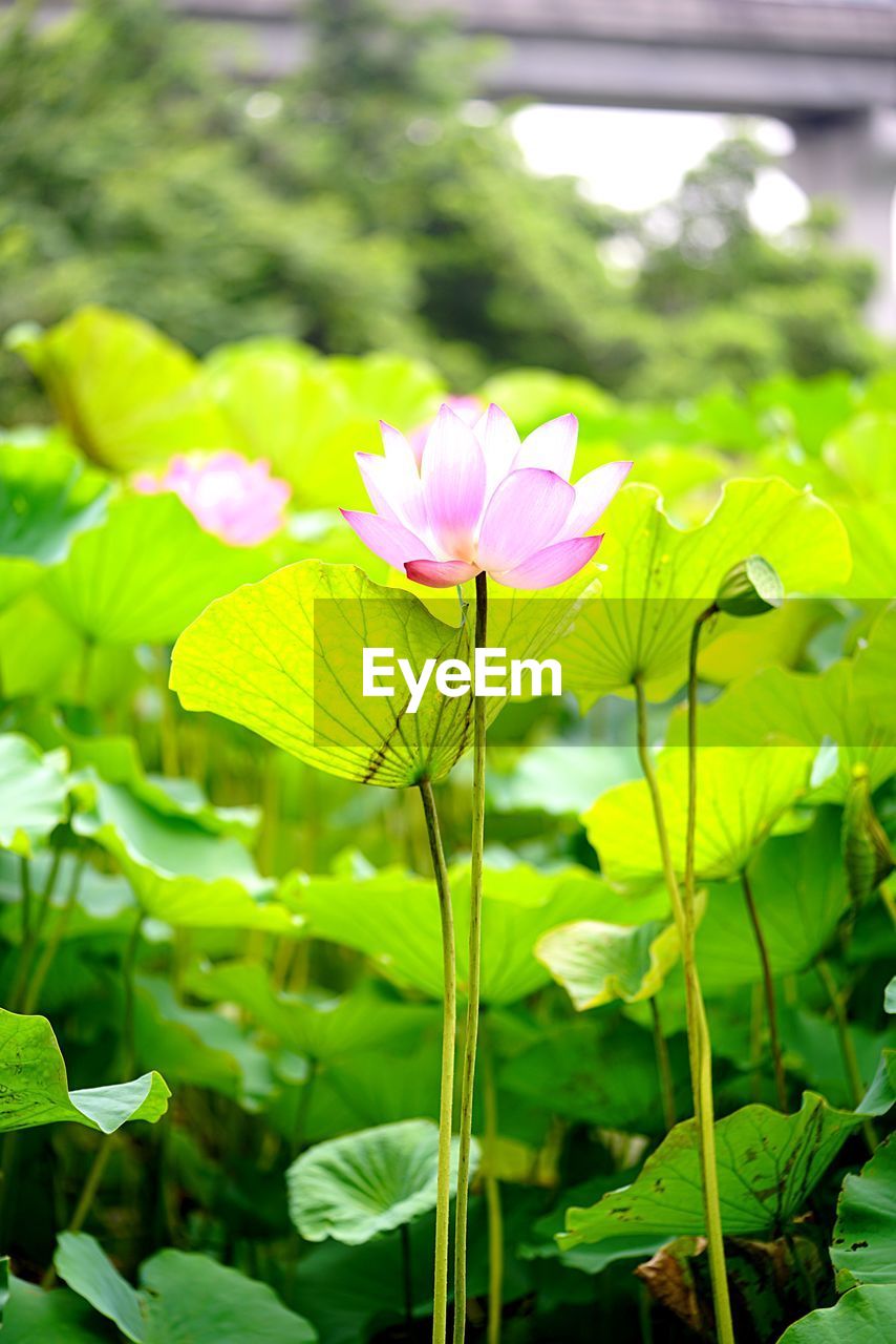 Close-up of pink lotus water lily