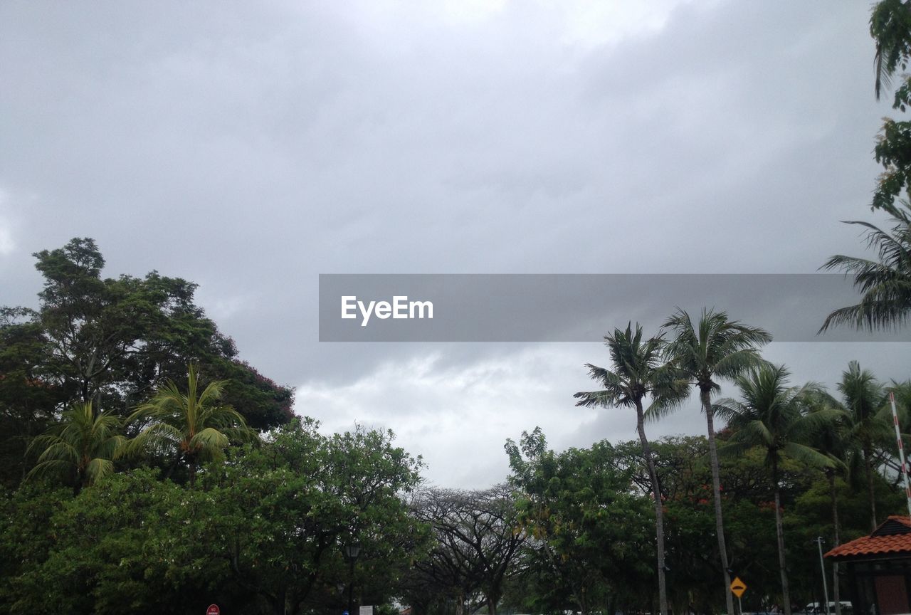 LOW ANGLE VIEW OF TREES AGAINST CLOUDY SKY