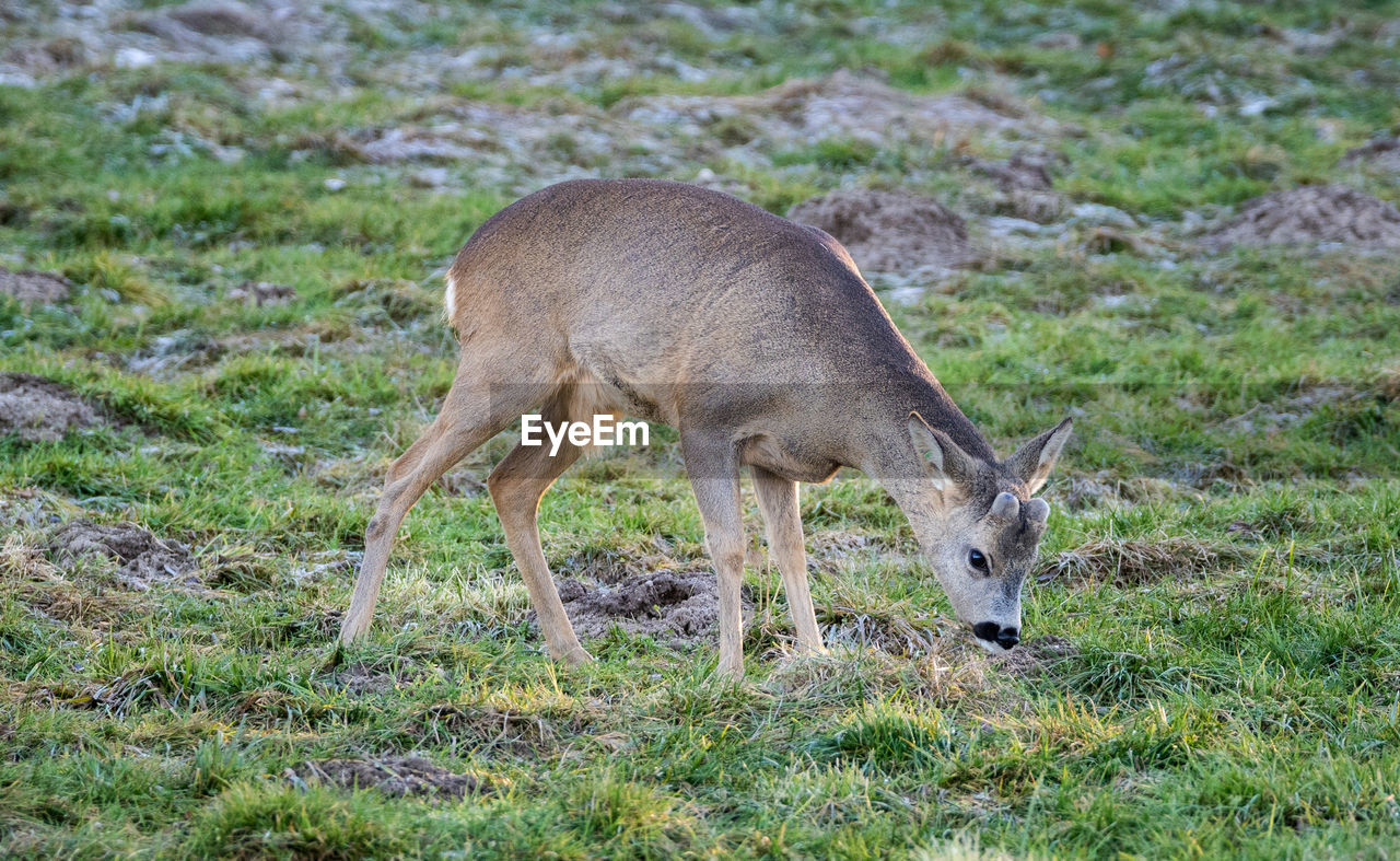 Young fallow deer taking lunch.