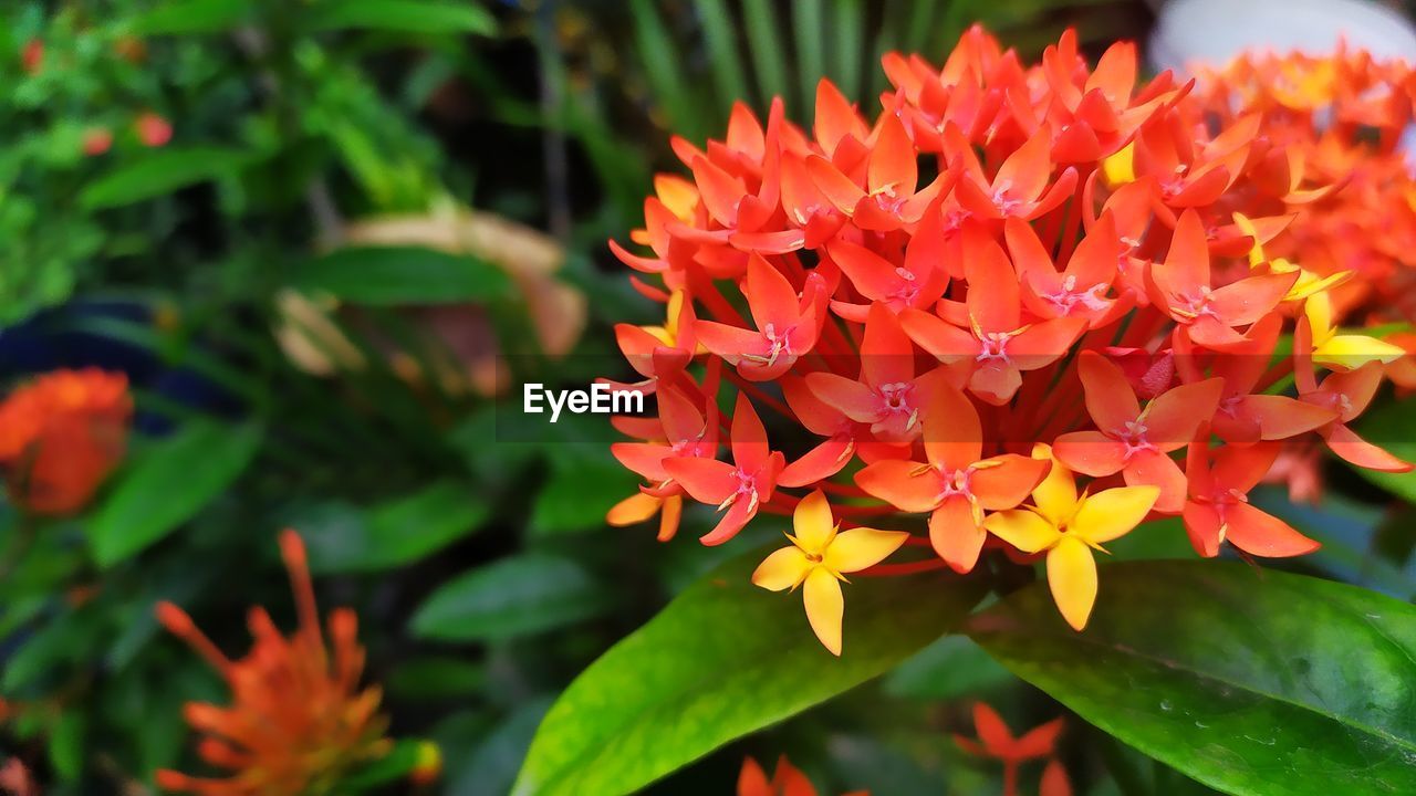 Close-up of red flowering plant