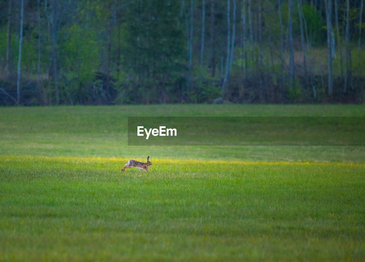 A wild rabbit in the spring meadow.