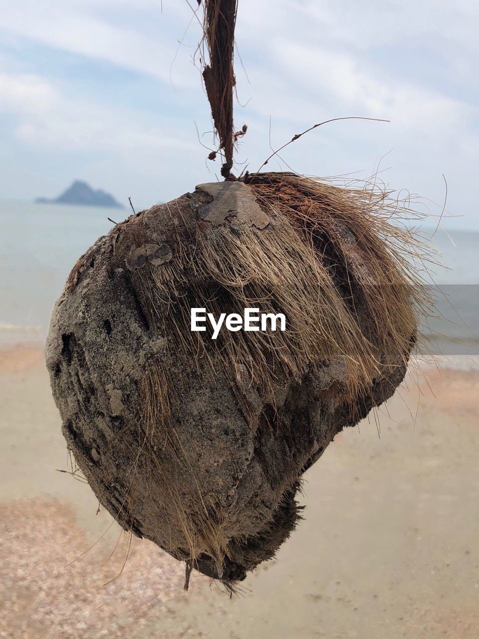 CLOSE-UP OF DEAD PLANT ON SAND