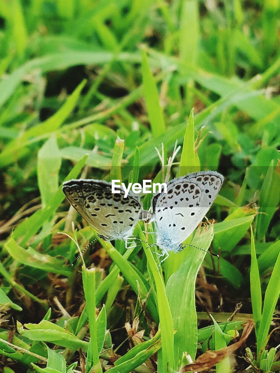 High angle view of butterflies mating on plant