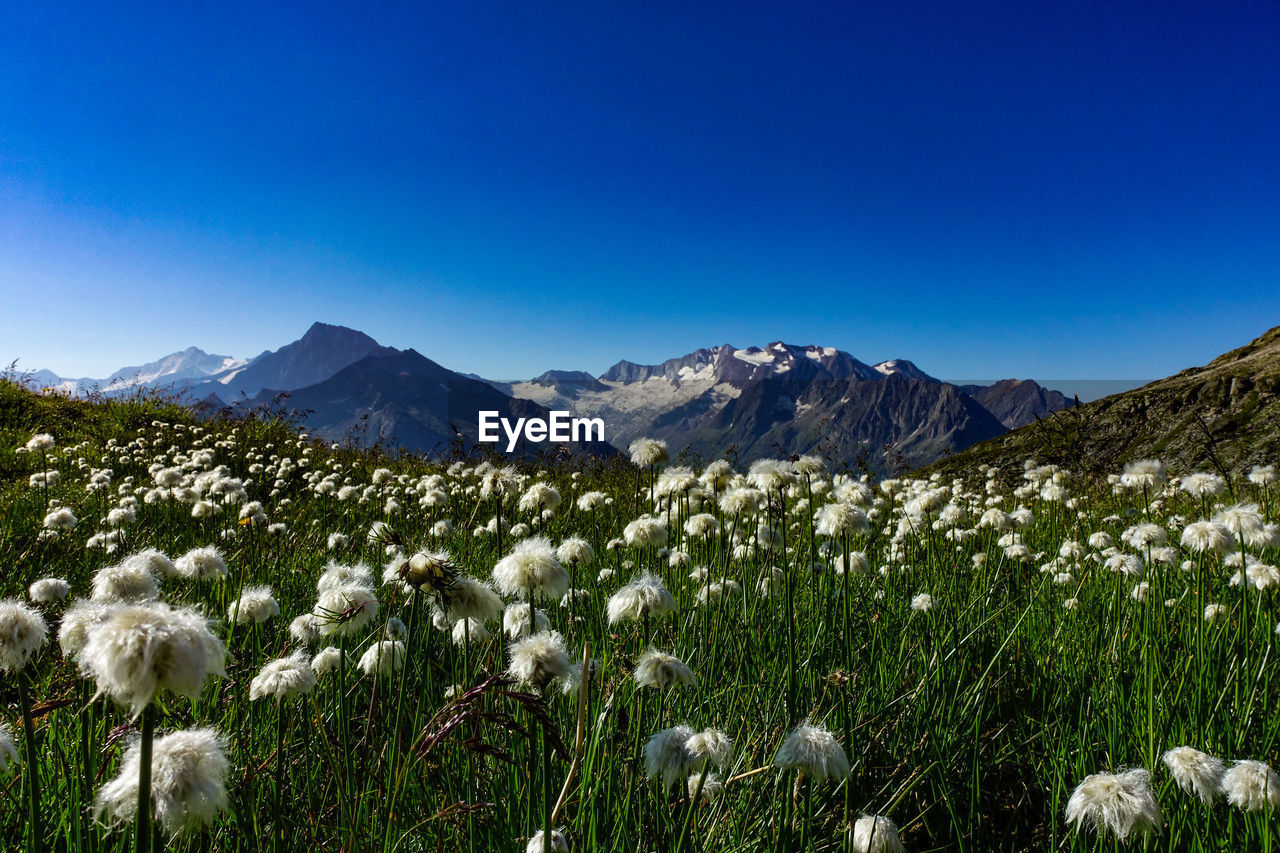 Scenic view of field against clear blue sky