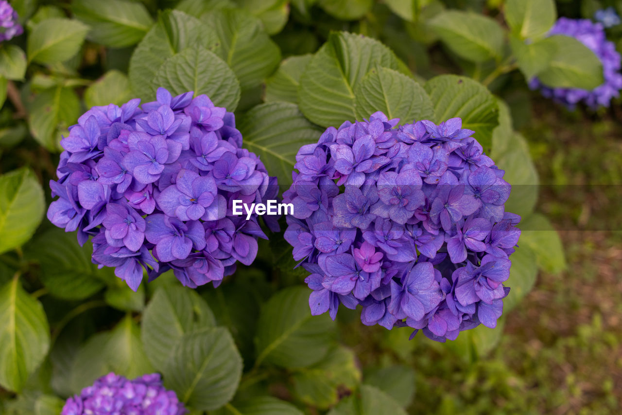 flower, flowering plant, plant, freshness, purple, beauty in nature, plant part, leaf, nature, close-up, growth, hydrangea, petal, inflorescence, fragility, flower head, no people, garden, hydrangea serrata, outdoors, food and drink, botany, day, springtime, bunch of flowers