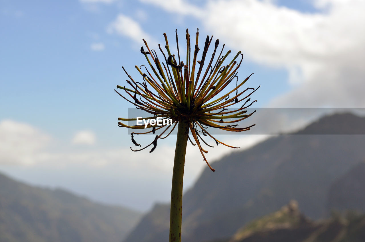 Close-up of dry flower by mountains against sky