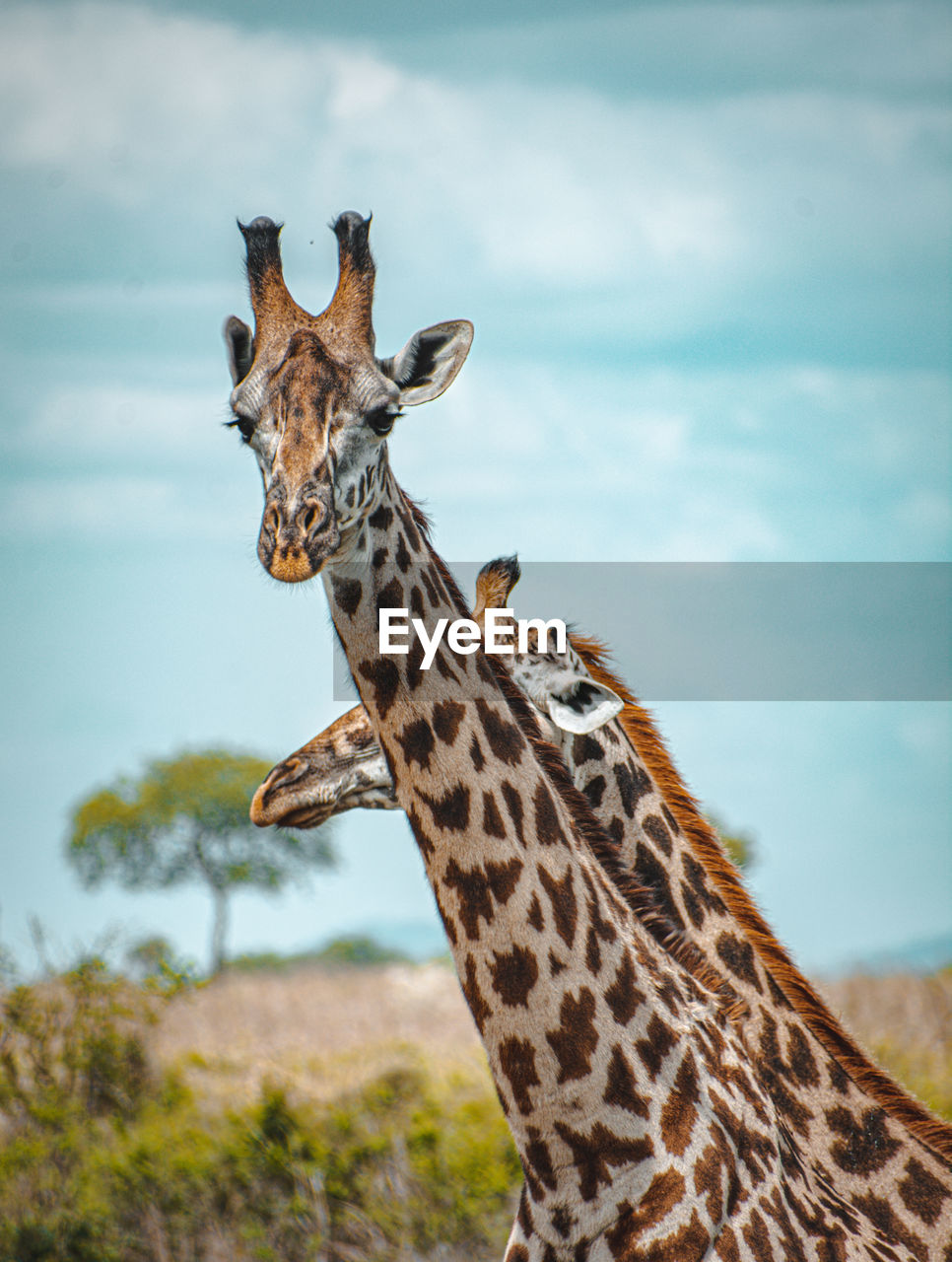 Close-up of giraffes against sky