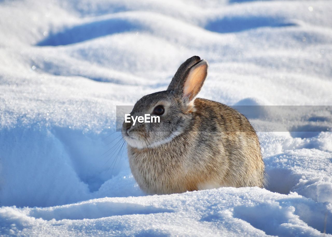 High angle view of rabbit on snowy field