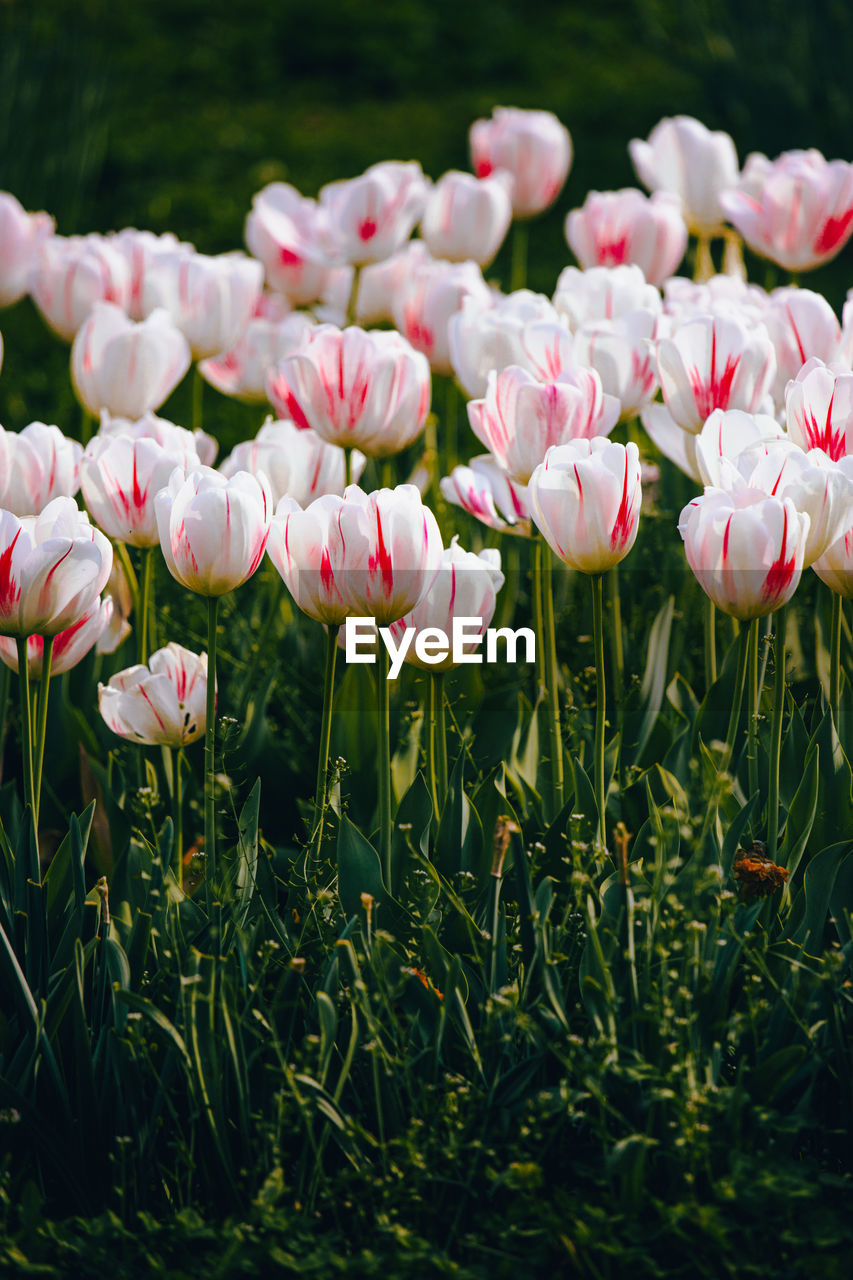 plant, flower, flowering plant, beauty in nature, freshness, pink, nature, fragility, petal, growth, close-up, inflorescence, flower head, no people, springtime, tulip, outdoors, blossom, day, focus on foreground, flowerbed, land, white, grass, green, botany, leaf, plant part, field