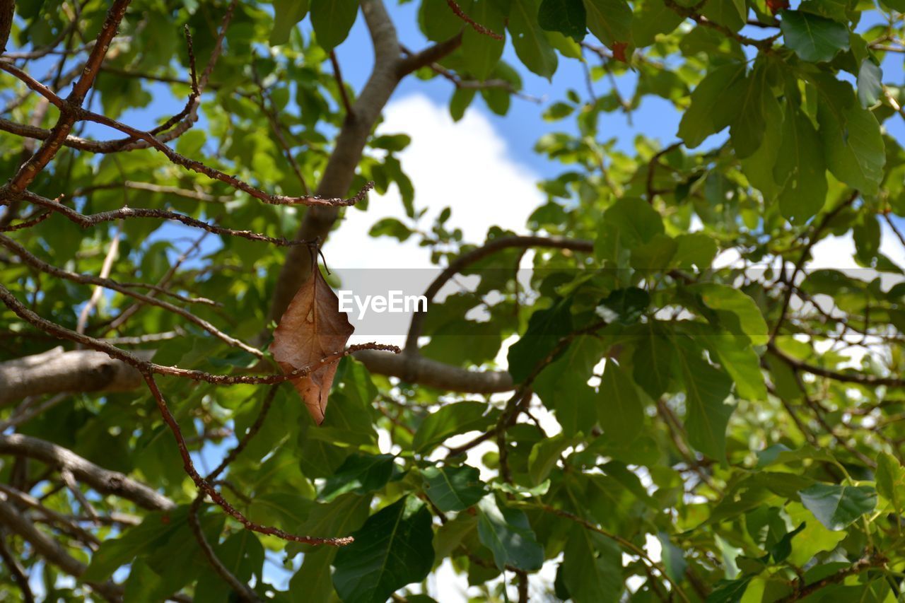 LOW ANGLE VIEW OF A BIRD ON BRANCH
