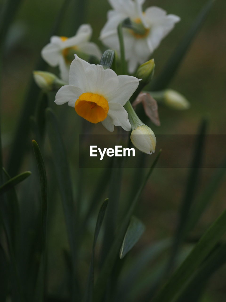 CLOSE-UP OF WHITE FLOWER