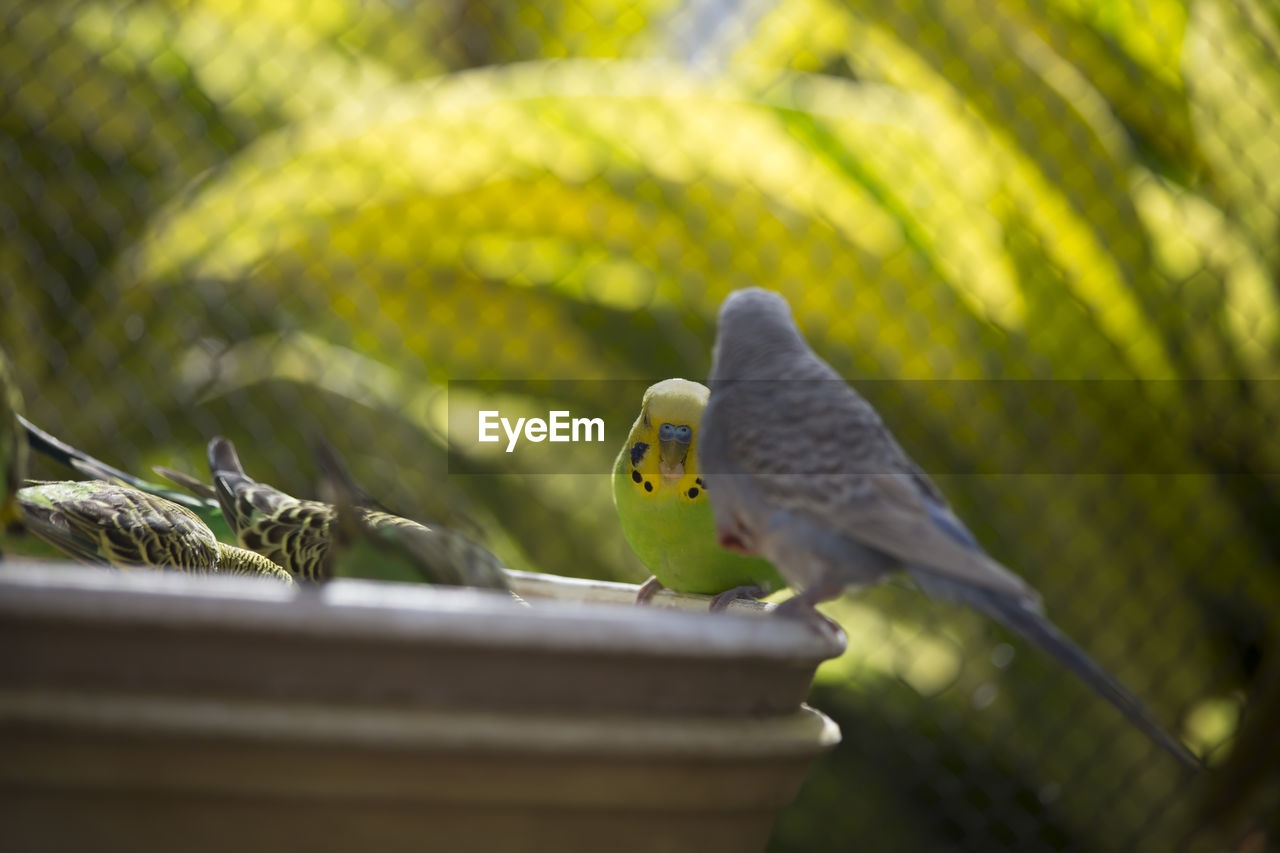 CLOSE-UP OF BIRD PERCHING ON A PLANT