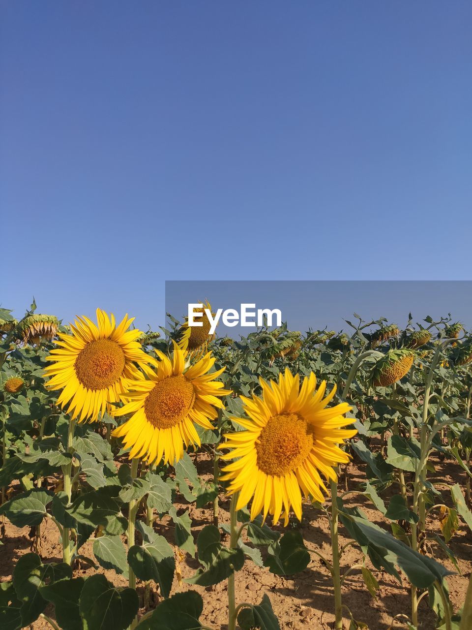 plant, sunflower, flower, flowering plant, yellow, freshness, flower head, beauty in nature, growth, nature, inflorescence, fragility, sky, petal, blue, clear sky, no people, field, day, close-up, copy space, leaf, outdoors, sunlight, plant part, pollen, low angle view, springtime, botany, sunny, landscape, sunflower seed, land