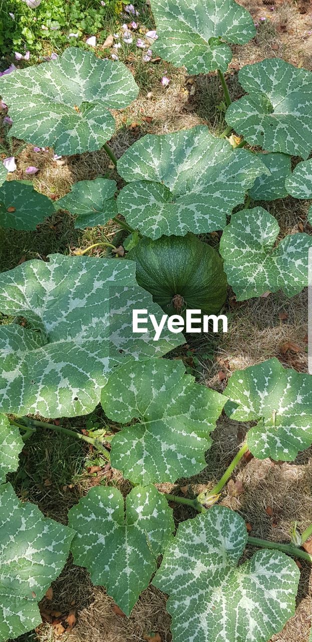 HIGH ANGLE VIEW OF LEAVES ON PLANT