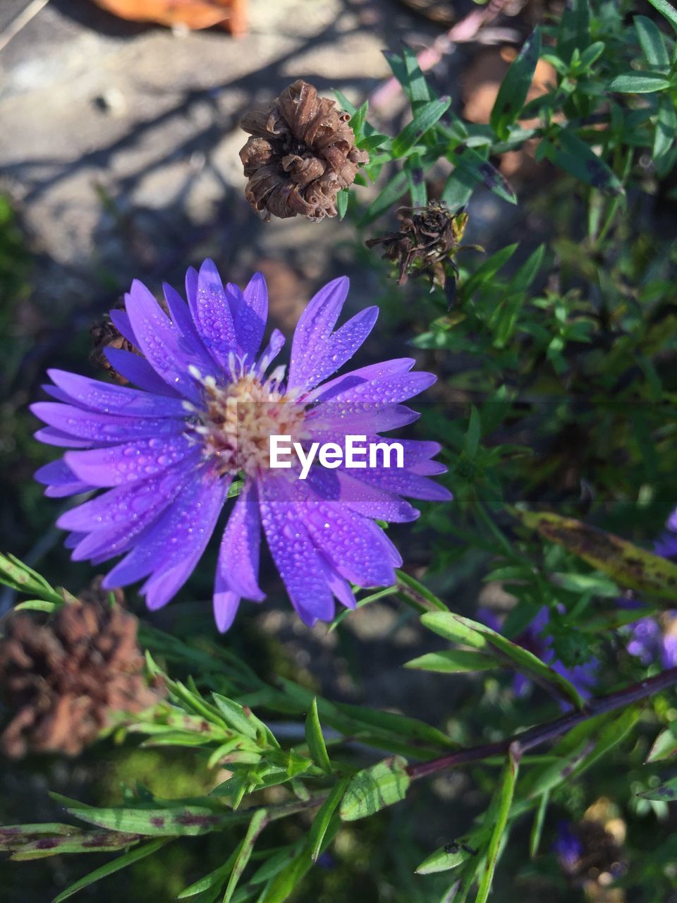 CLOSE UP OF PURPLE FLOWER