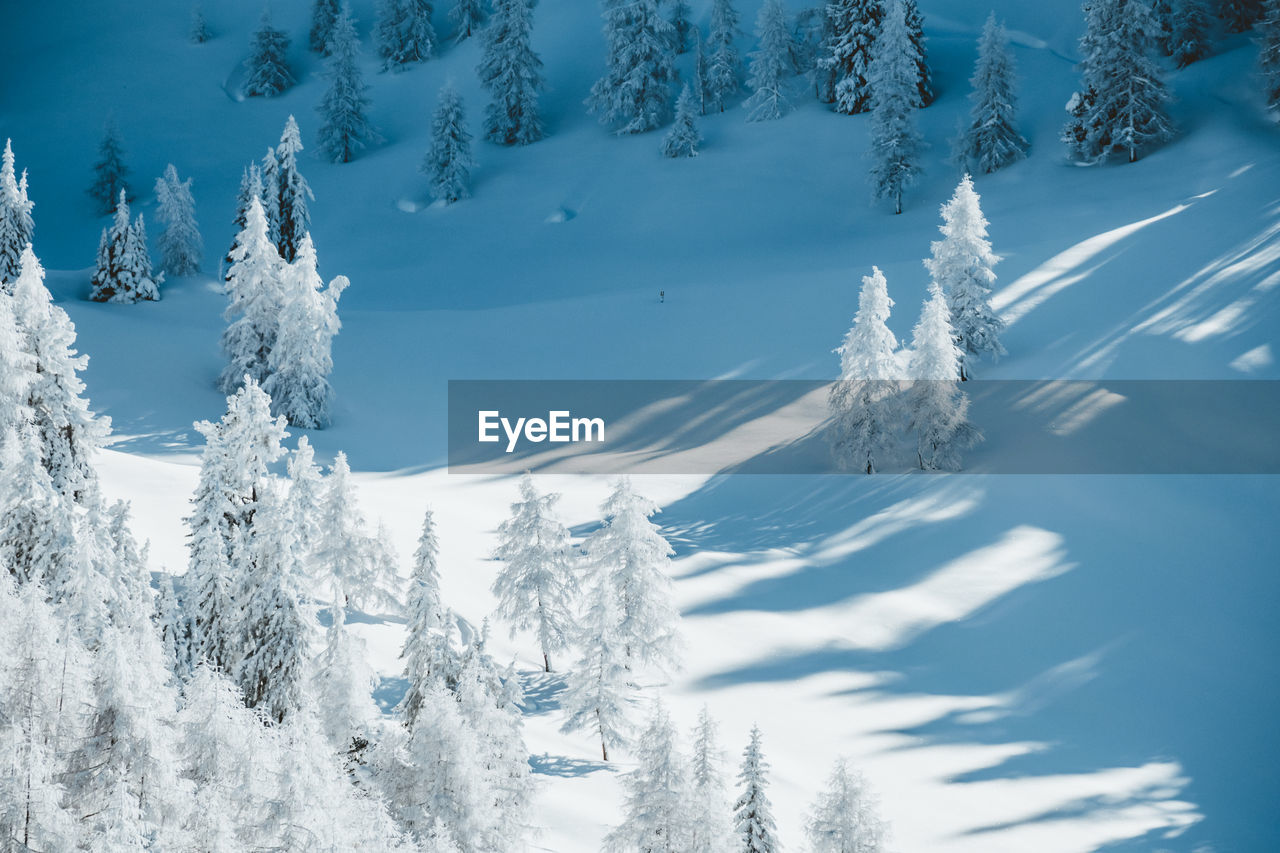 Snow covered trees in winter wonderland landscape, gastein, salzburg, austria