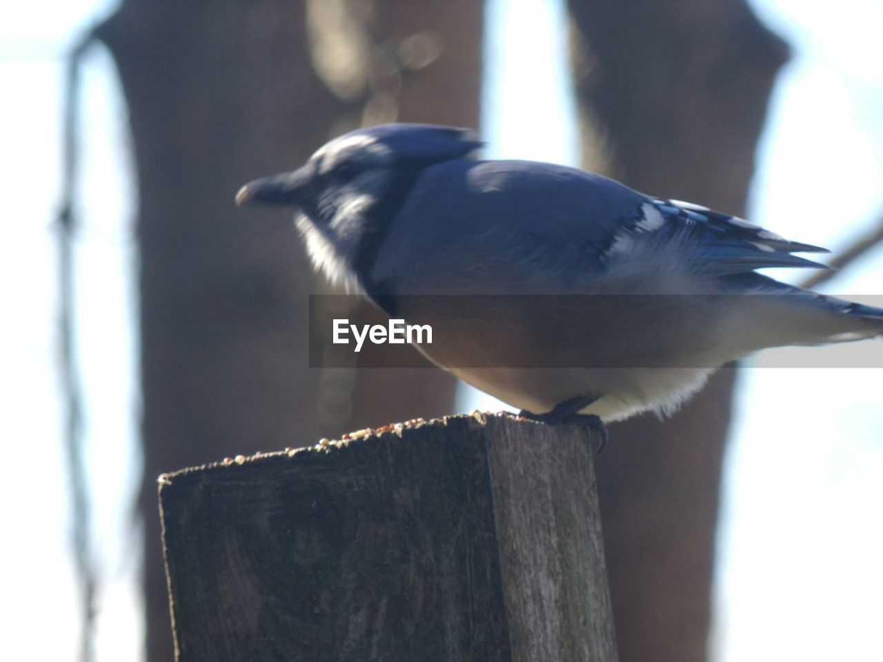 CLOSE-UP OF BIRD