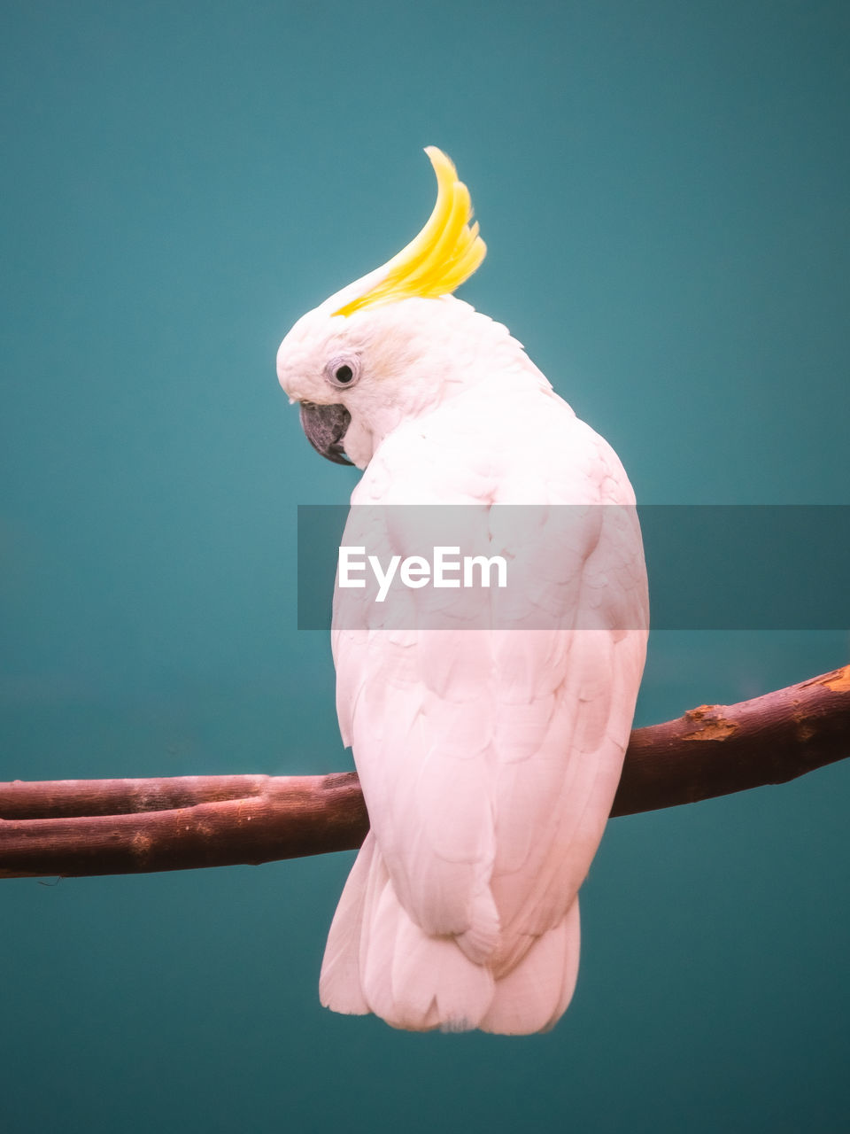 Close-up of parrot perching on branch