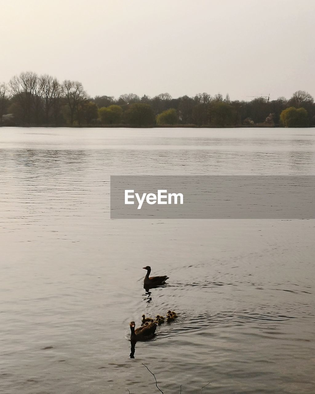 DUCK SWIMMING IN LAKE