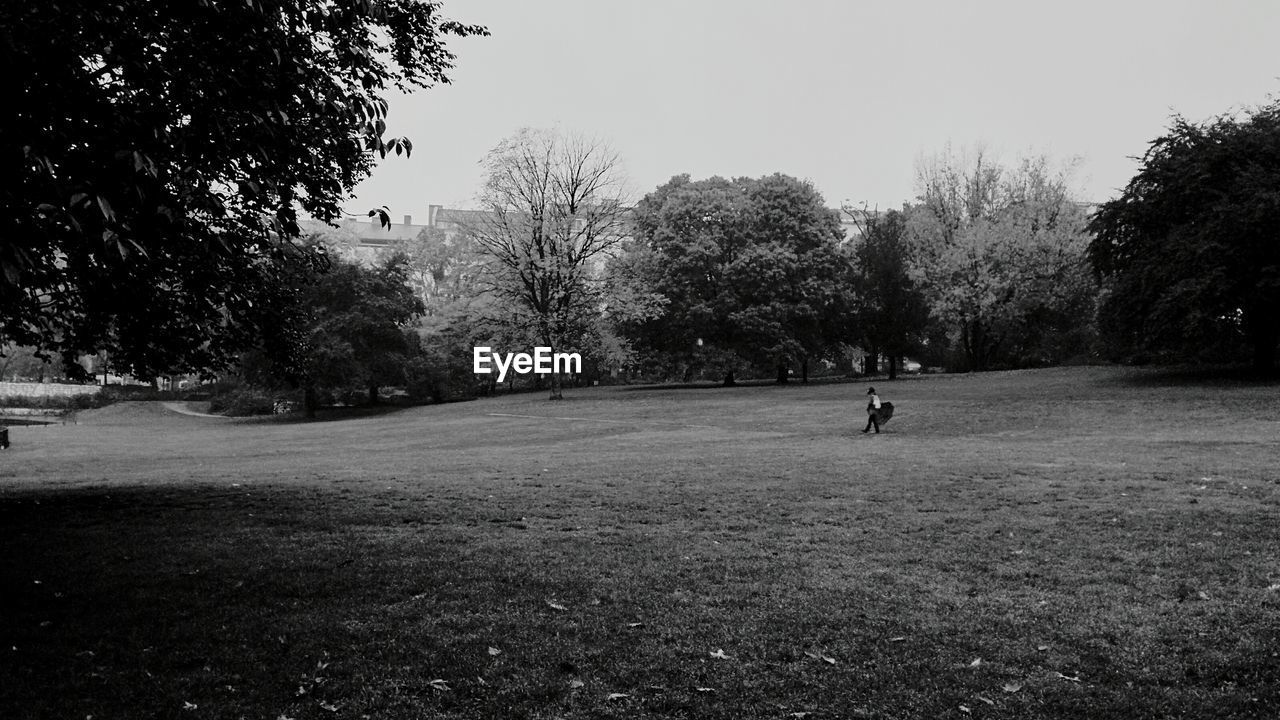 TREES ON GRASSY FIELD