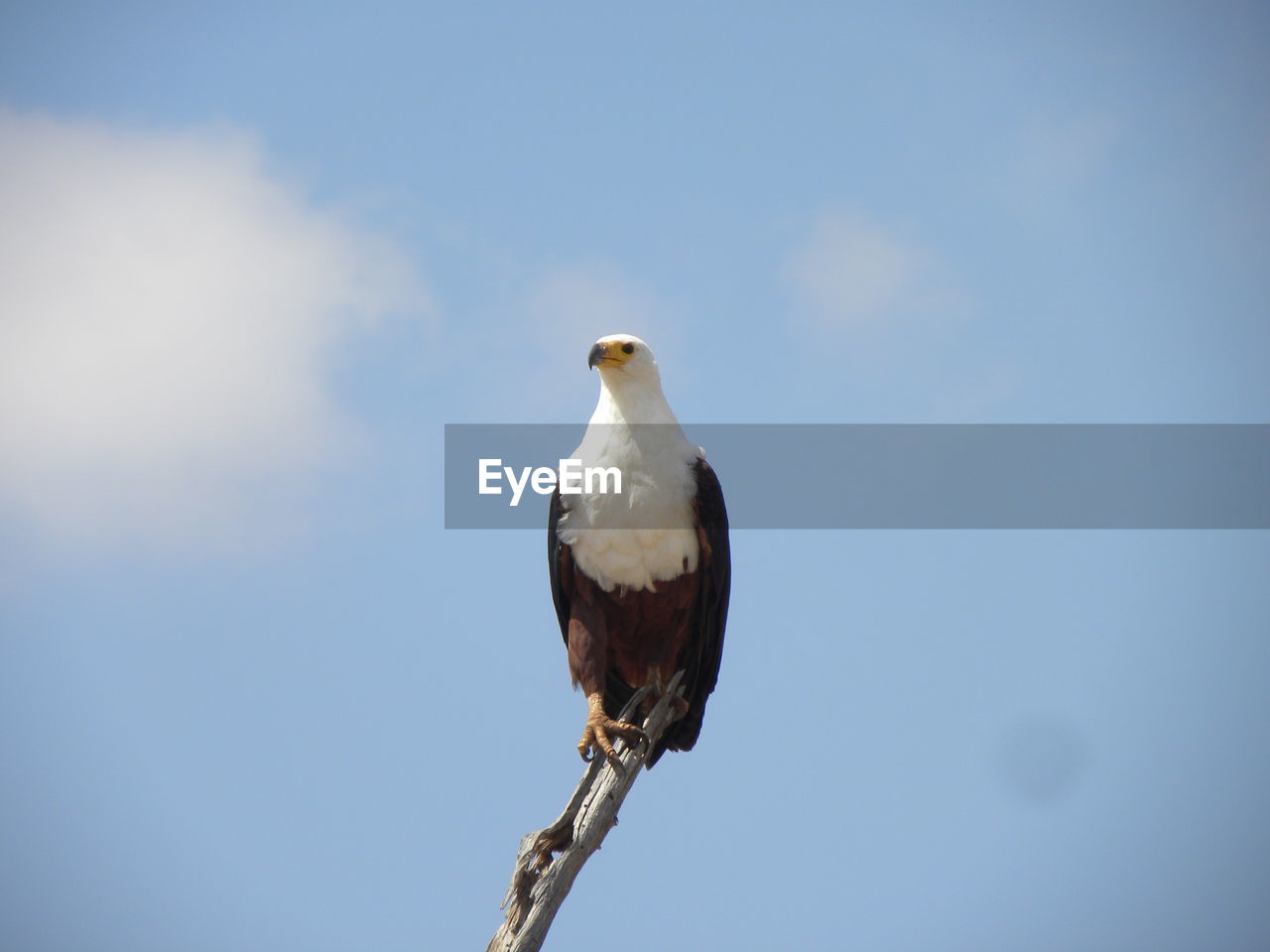 Eagle perching on a tree