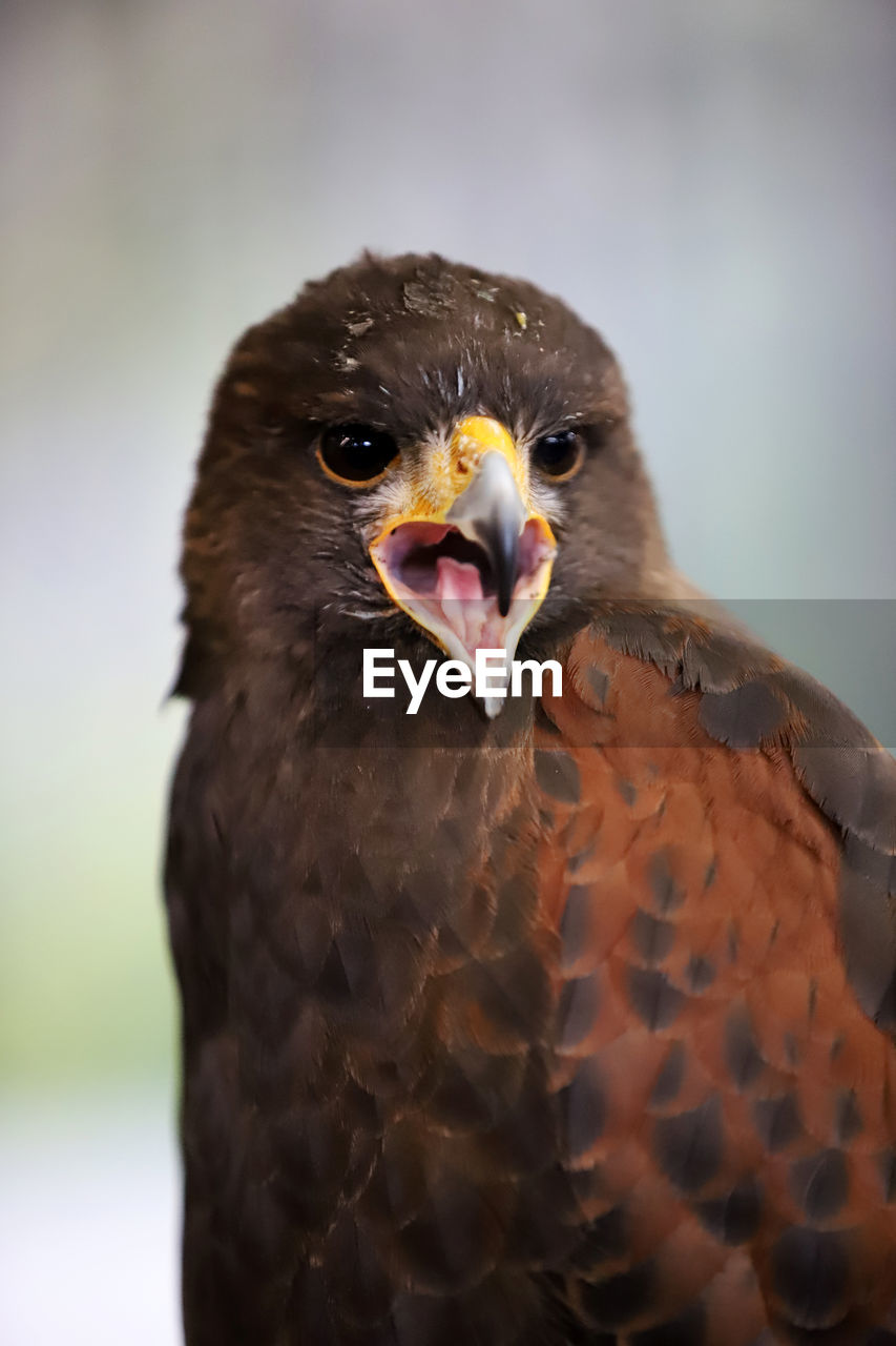 CLOSE-UP PORTRAIT OF A OWL